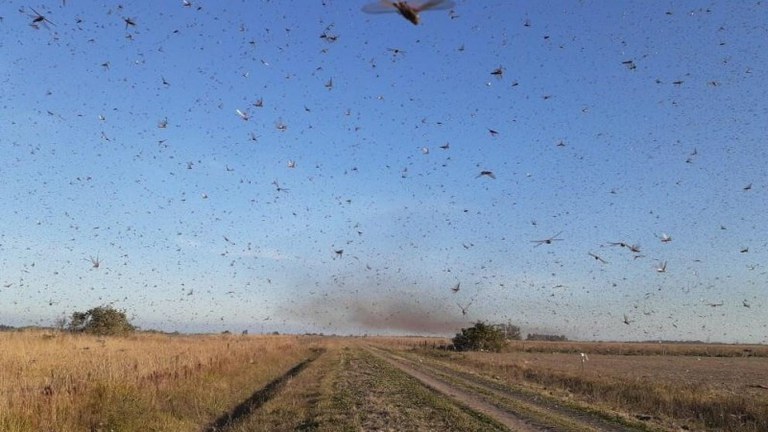 Fonte: Ministério da Agricultura do Brasil