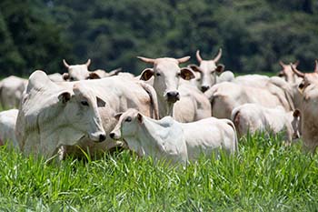 nutrição mineral gado corte pasto