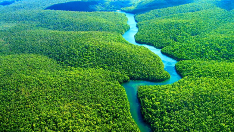 Monitoramento, desmatamento, america latina, amazonia, wri, reforestation monitoring