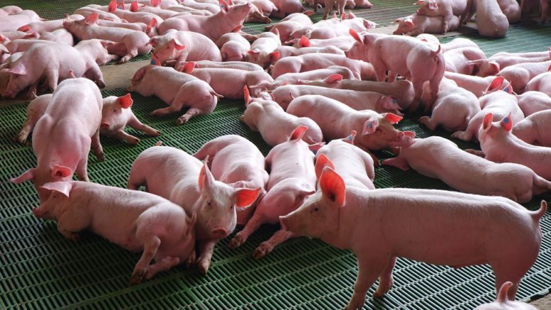 suinocultura colombia porkcolombia