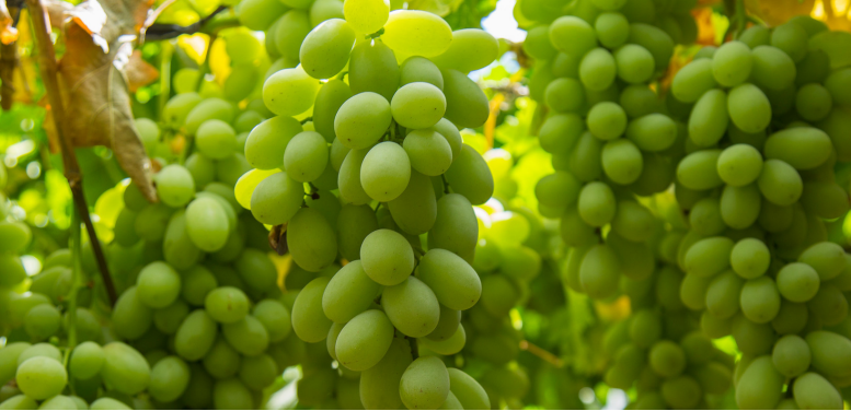 Chile fruits