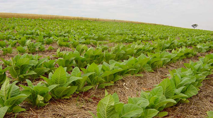 Brazil Exports Tobacco