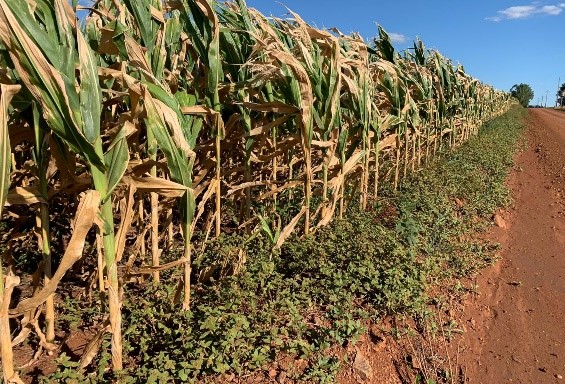 fecoagro