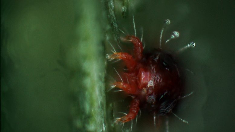 Pest Mites control