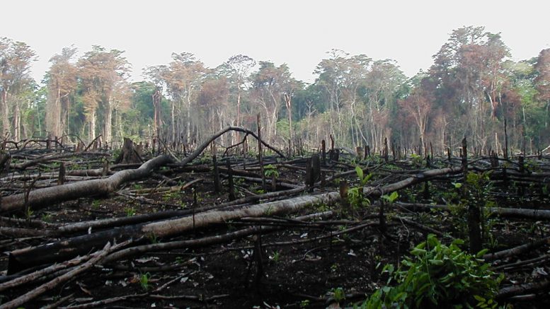 degradação ambiental environmental degradation