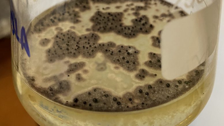 biological soil transplantation