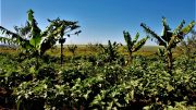 negócio agroflorestal