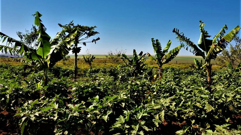 negócio agroflorestal