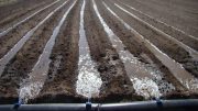 Chile Irrigation System