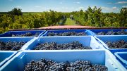 Brazilian Fine wines