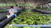 banana Equador