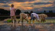 colombia agriculture