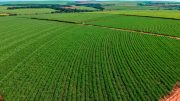 São Paulo sugarcane